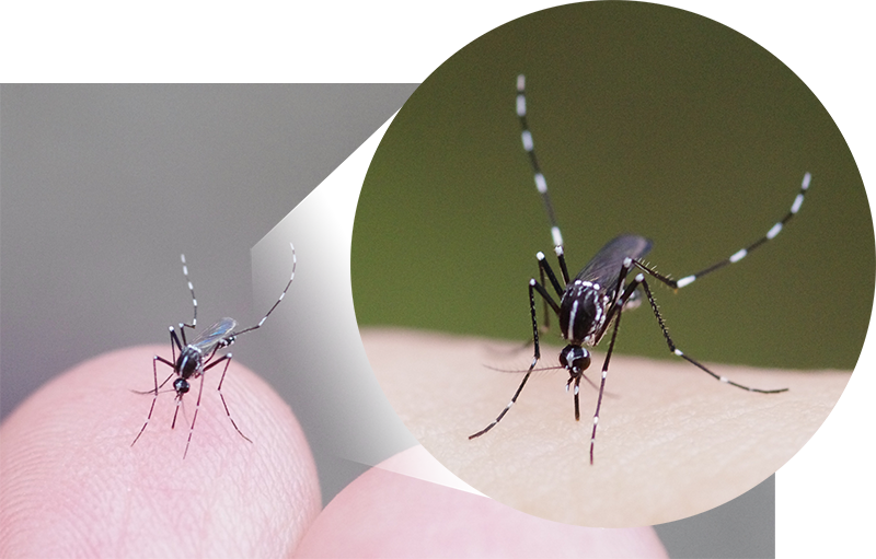 ヒトスジシマカ